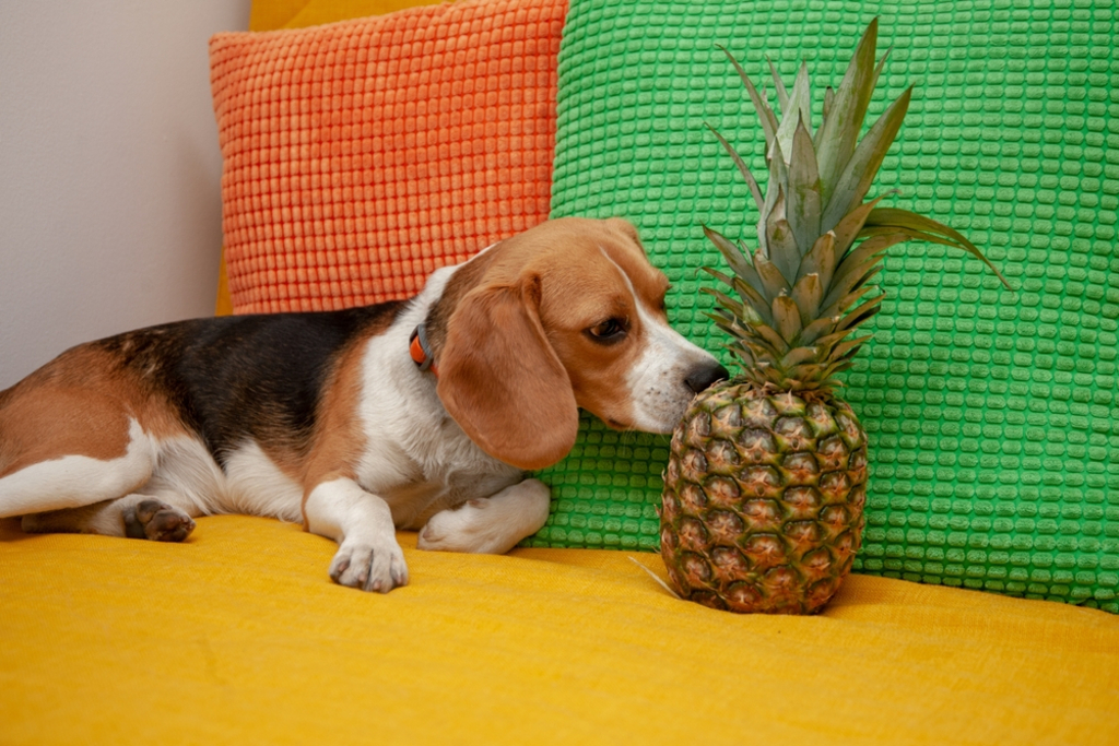 Is Pineapple Safe for Dogs