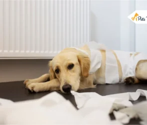 Kennel Cough in Dogs
