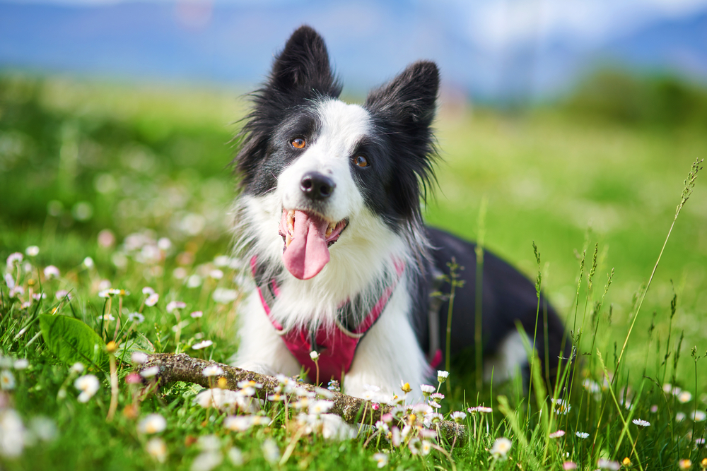 Life Span of Border Collie