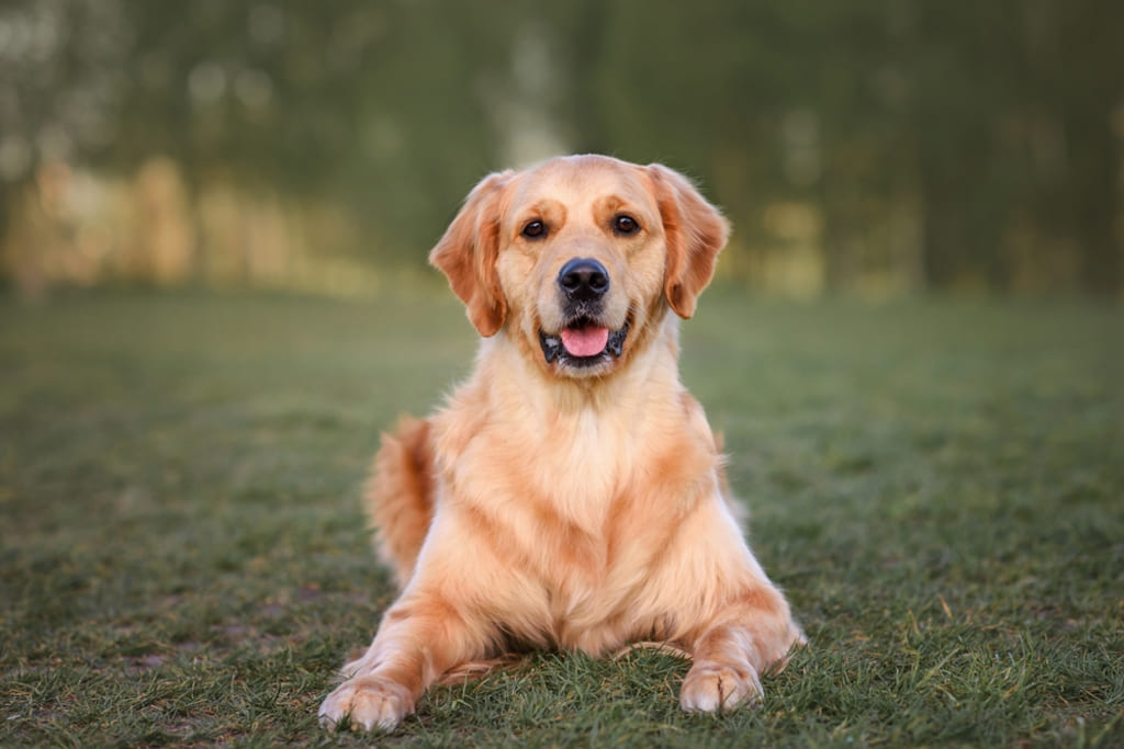 Life Span of Golden Retriever