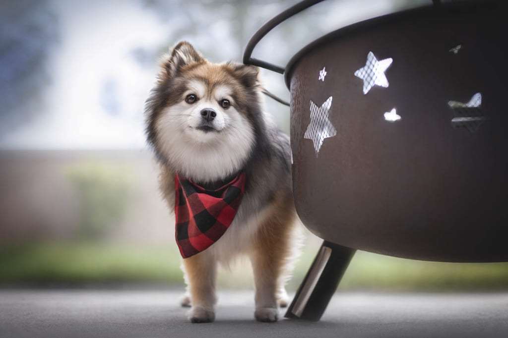 Pomsky Teacups