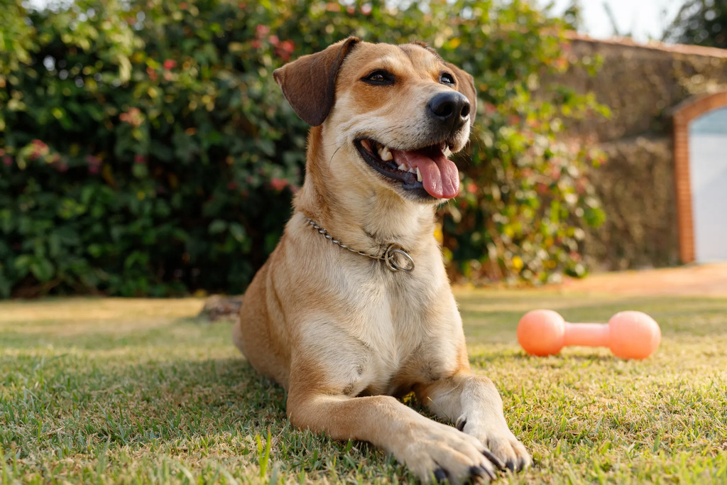 Rise of hybrid hounds