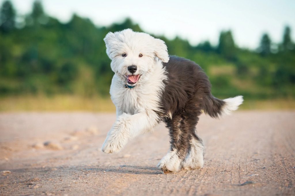 sheepadoodle spotlight