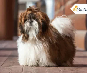 Shih Tzu Dog Breed