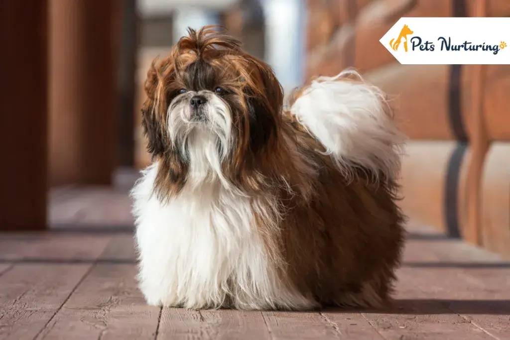 Shih Tzu Dog Breed