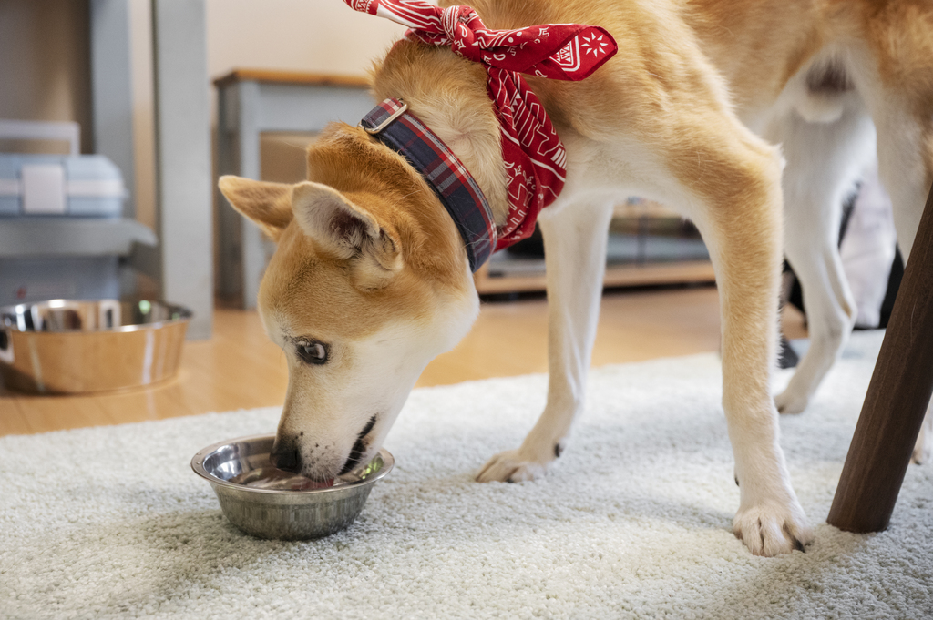 Slow Feeder bowl for dogs