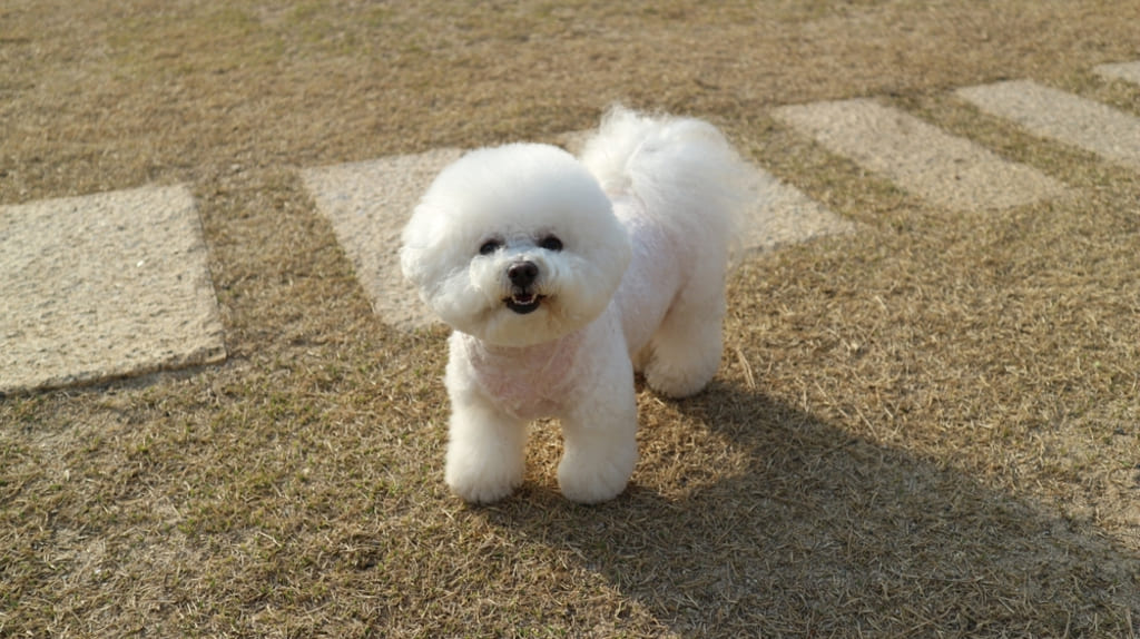 Teacup Bichon Frise 