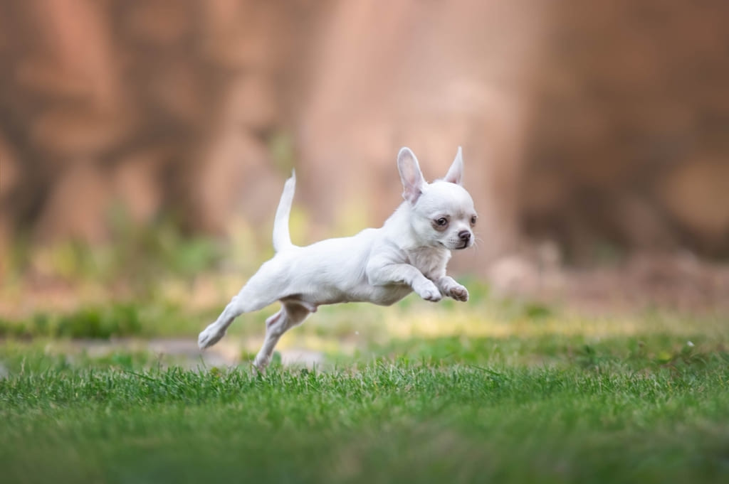 Teacup Chihuahua
