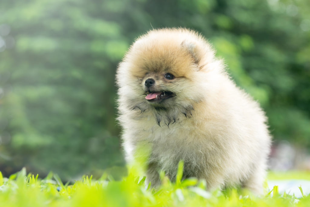 Teacup Pomeranian