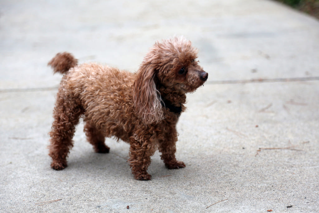 Teacup Poodle