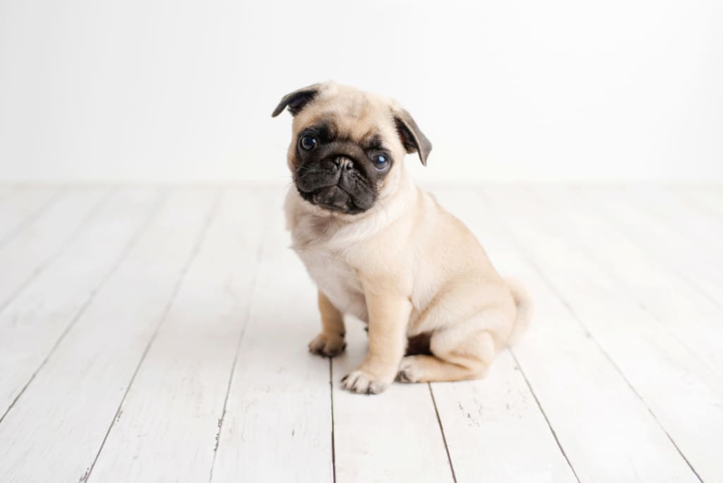 Teacup Pug