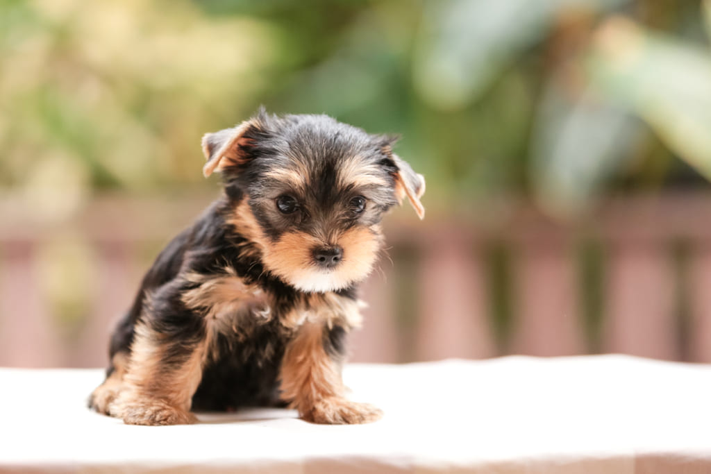 Teacup Yorkie