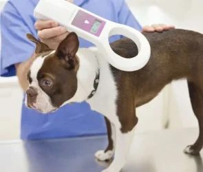 Updating Your Pet's Microchip Details
