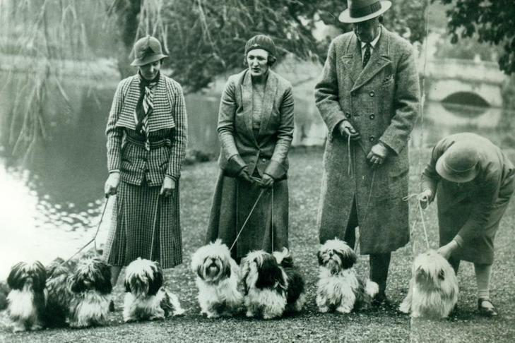 shih tzu dog