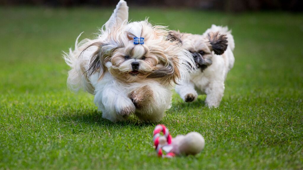 shih tzu exercise