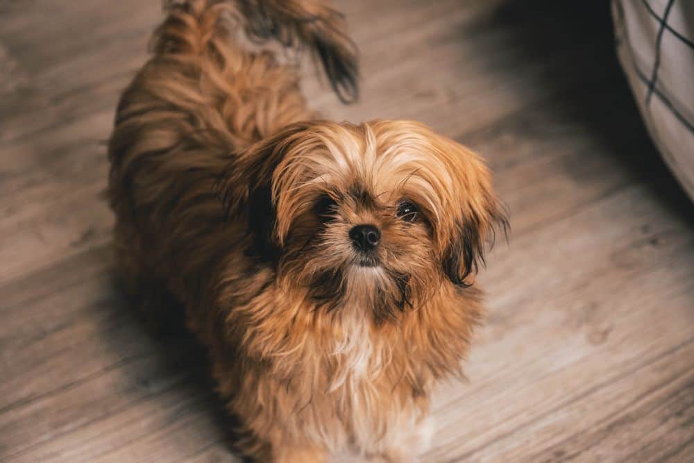 shih tzu facts