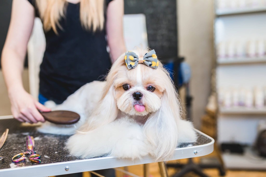 shih tzu grooming