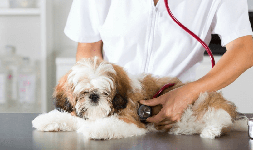 shih tzu health