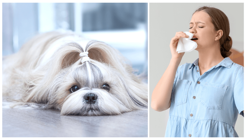 shih tzu overview