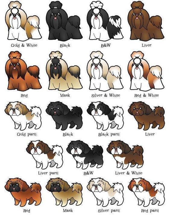 shih tzu puppies for sale