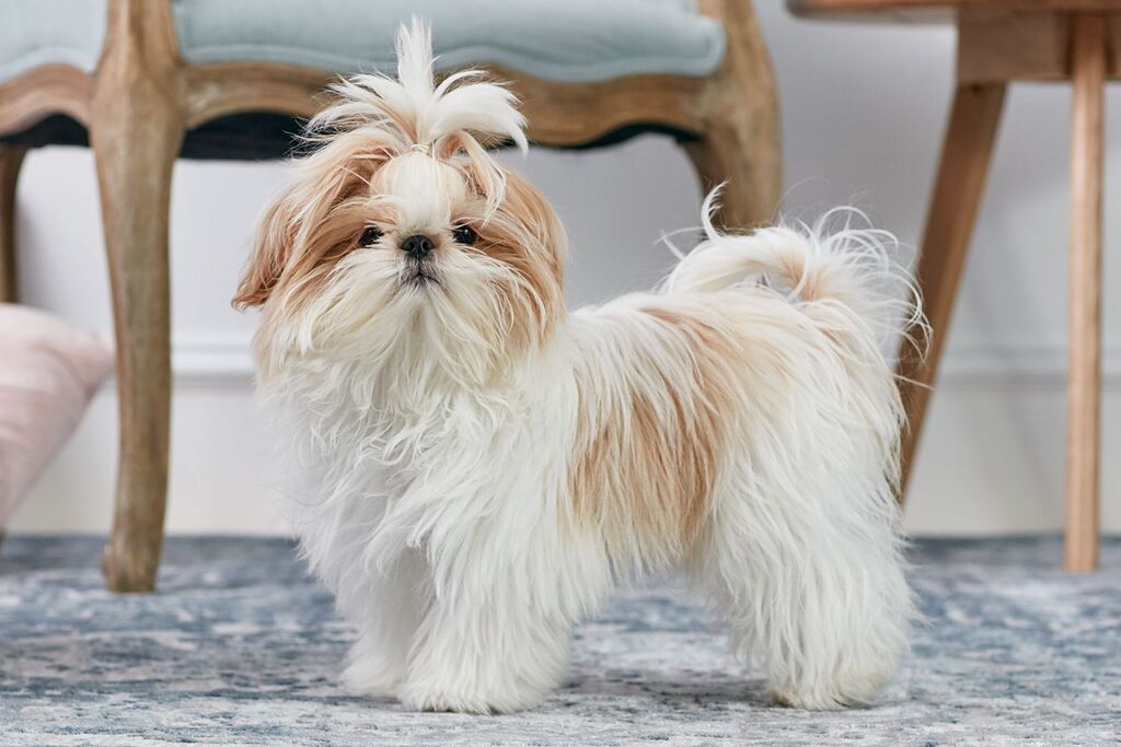 shih tzu puppies