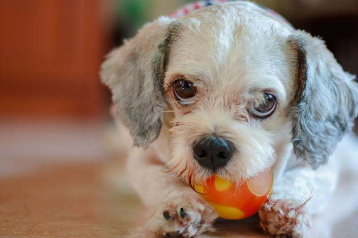 shih tzu training