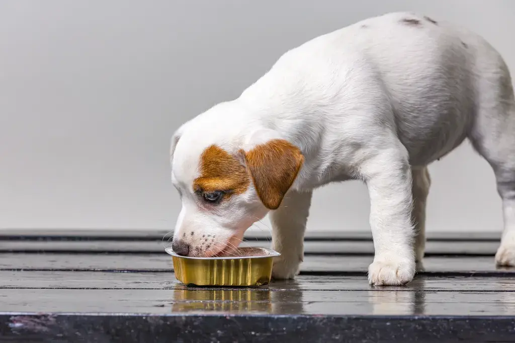 ways to slow down your dog's eating