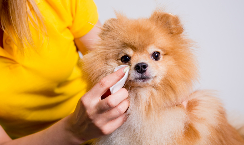 Allergies in pets