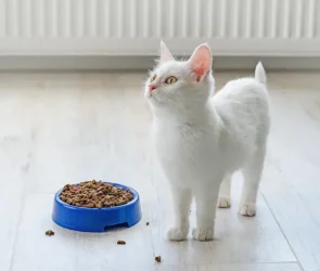Avoderm Cat Food