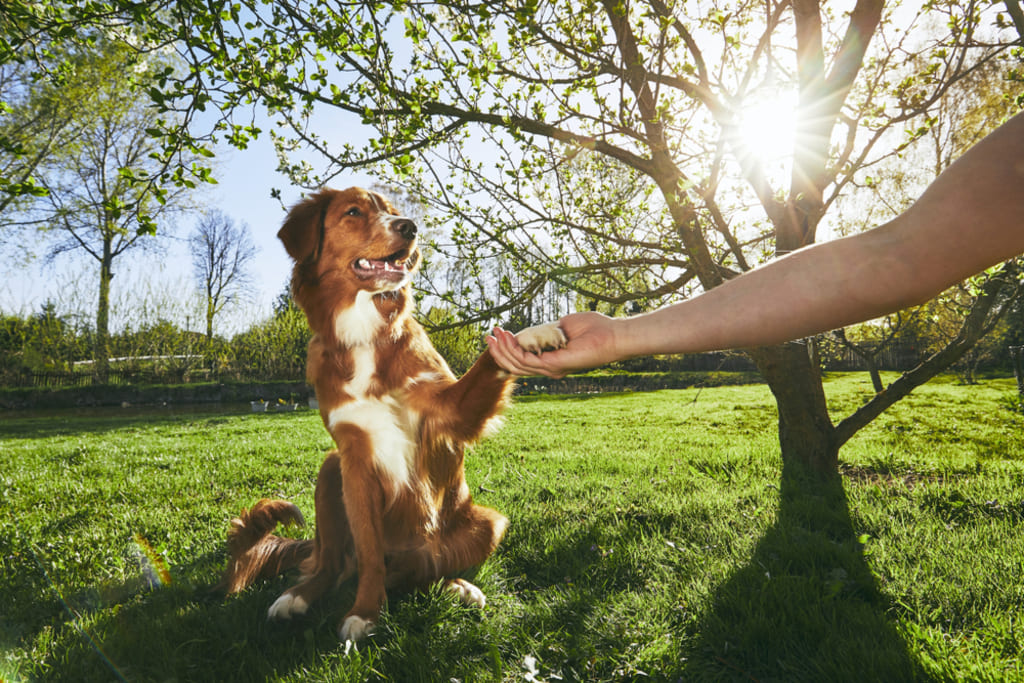 Behavior and Training of Nova Scotia Duck Tolling Retriever