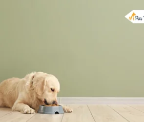 Best Dog Food for Skin Allergies