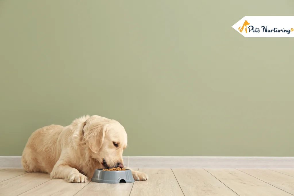 Best Dog Food for Skin Allergies