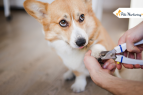 Best Dog Nail Clipper