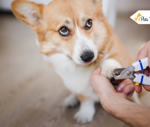 Best Dog Nail Clipper