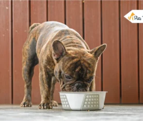 Best Food for French Bulldogs
