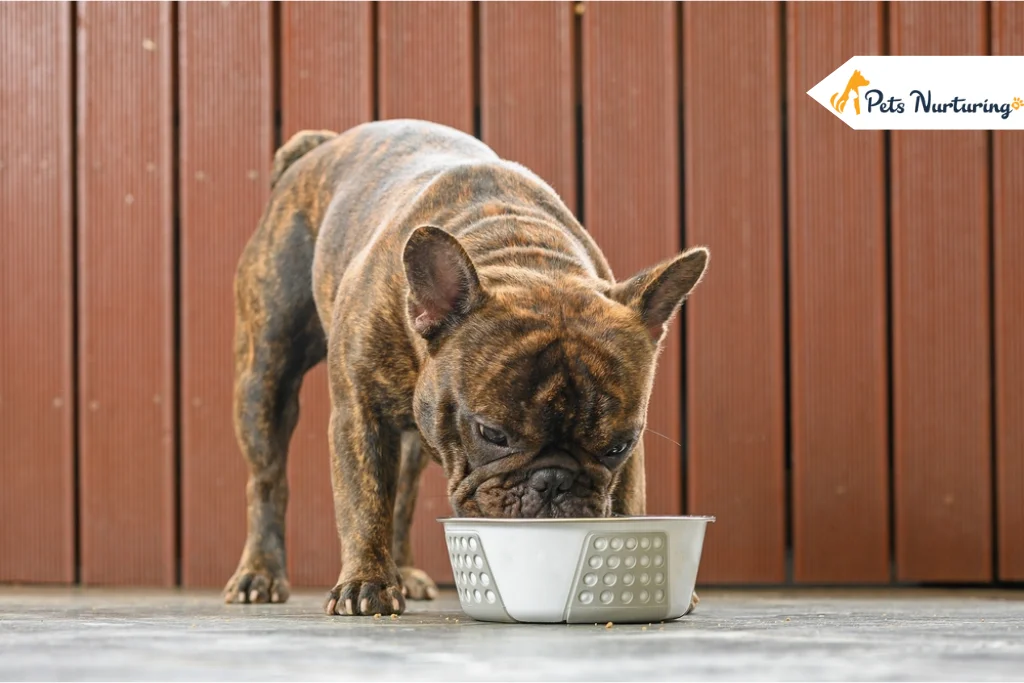 Best Food for French Bulldogs