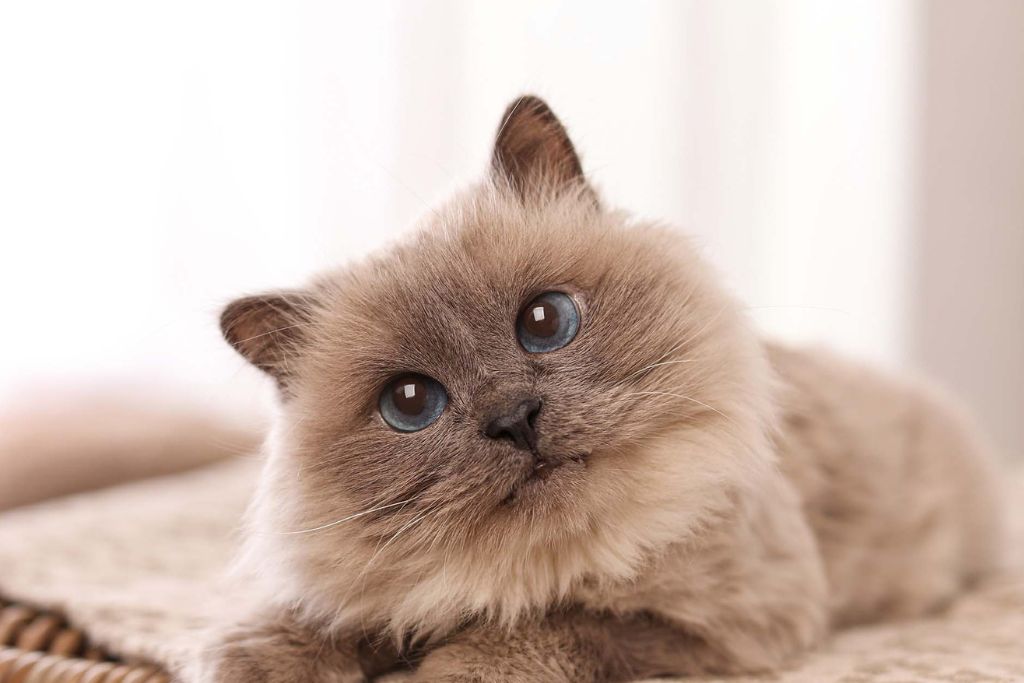 Birman 