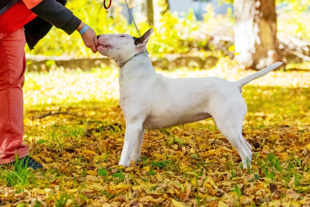 Bull terrier training