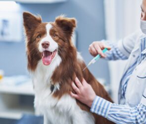 Canine Vaccinations