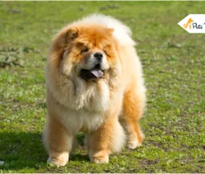 Chow Chow Dog Breed