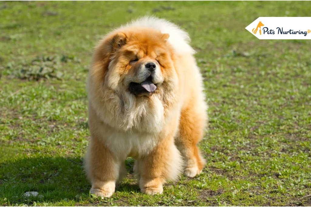 Chow Chow Dog Breed