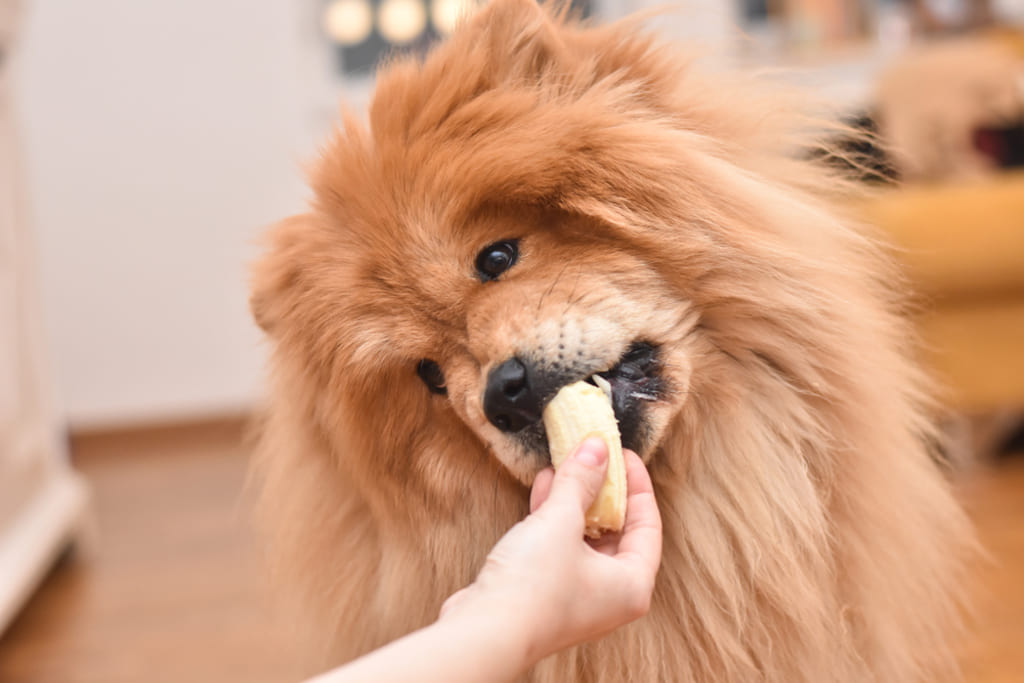 Chow Chow Dog Eating