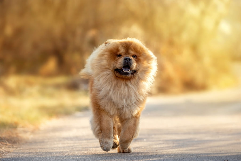 Chow Chow Dog Walking on Street