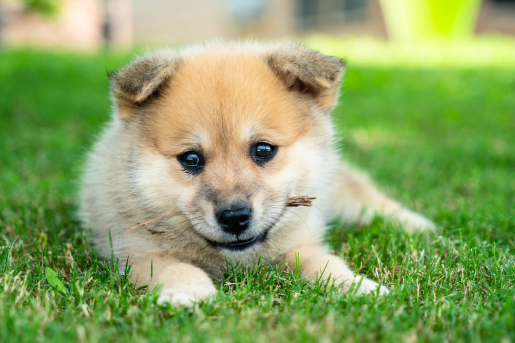 Coat Colors of Pomsky Dog
