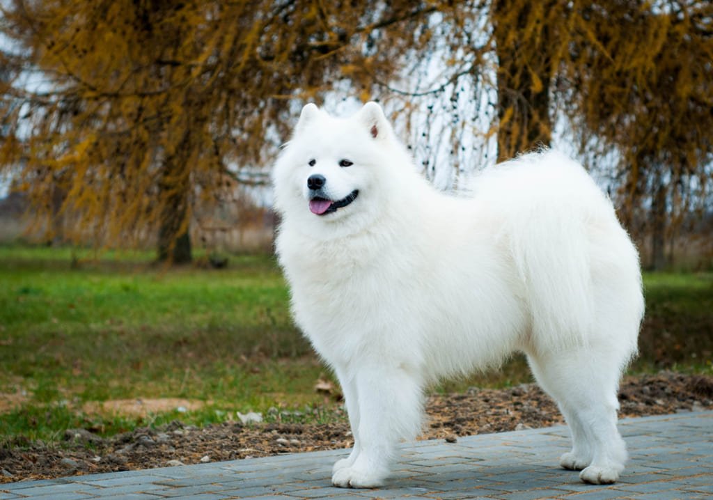 Coat and Color of Samoyed Dog