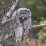 Comedy Wildlife Photography Awards Winners