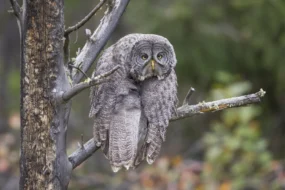 Comedy Wildlife Photography Awards Winners