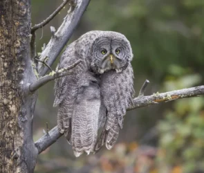 Comedy Wildlife Photography Awards Winners