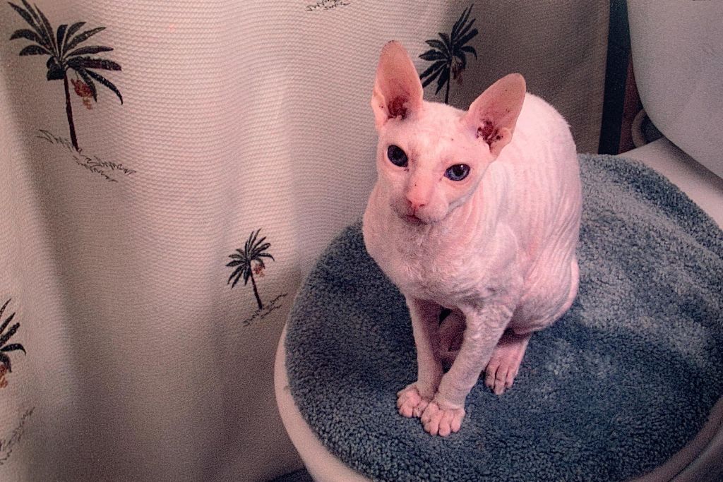 Cornish Rex