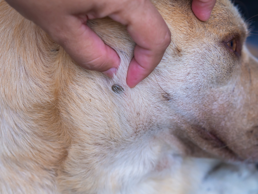 Allergic reactions to flea treatments